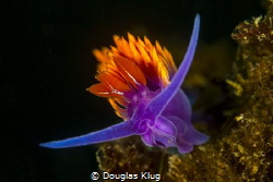 Color. A Spanish Shawl nudibranch brightens the reefs at ... by Douglas Klug 